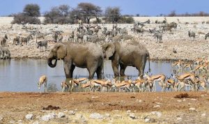 Etosha National Park, Namibia – Taman nasional dengan danau garam dan satwa liar yang melimpah