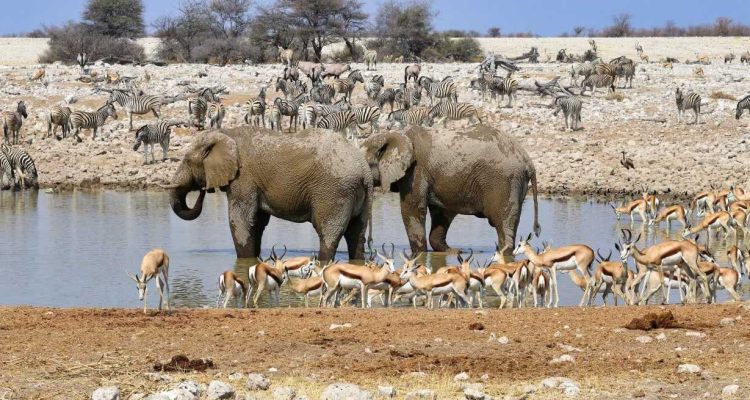 Etosha National Park, Namibia – Taman nasional dengan danau garam dan satwa liar yang melimpah
